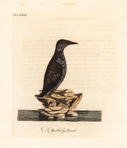 Murrelet mramorovaný, Brachyramphus marmoratus. Ohrožený. (Mramorovaný murrelet, Uria marmorata.) Ručně kolorovaný mědiryt nakreslený a vyrytý Johnem Lathamem z jeho vlastní A General History of Birds, Winchester od John Latham