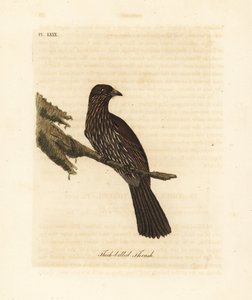 Nový Zéland jižní ostrov piopio, Turnagra capensis. Vyhynulý. (Drozd tlustozobý, Turdus crassirostris.) Ručně kolorovaný mědiryt nakreslený a vyrytý Johnem Lathamem z jeho vlastní A General History of Birds, Winchester od John Latham