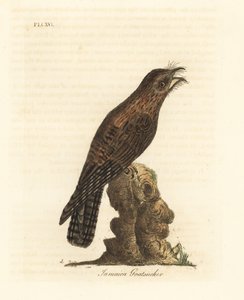 Potoo severní, Nyctibius jamaicensis (kozlík jamajský, Caprimulgus jamaicensis). Ručně kolorovaný mědirytin nakreslený a vyrytý Johnem Lathamem z jeho vlastní A General History of Birds, Winchester od John Latham