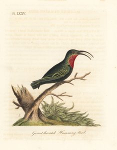 Karib nachový, Eulampis jugularis (Kolibřík granátový, Trochilus granatinus). Ručně kolorovaný mědirytin nakreslený a vyrytý Johnem Lathamem z jeho vlastní A General History of Birds, Winchester od John Latham
