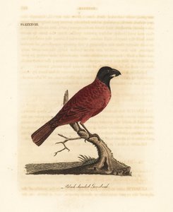 Červenočerný groš, Periporphyrus erythromelas. Blízko ohrožení. (Černohlavý groš, Loxia erythromelas.) Ručně kolorovaný mědirytin nakreslený a vyrytý Johnem Lathamem z jeho vlastní A General History of Birds, Winchester od John Latham