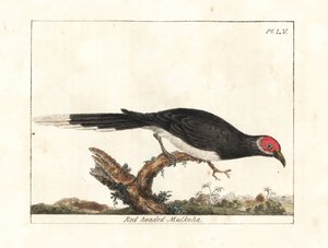 Malkoha rudolíčí, Phaenicophaeus pyrrhocephalus. Zranitelný. (Malkoha rudohlavý, Cuculus pyrrhocephalus.) Ručně kolorovaný mědirytin nakreslený a vyrytý Johnem Lathamem z jeho vlastní A General History of Birds, Winchester od John Latham
