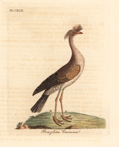 Seriema rudonohá nebo cariama chocholatá, Cariama cristata (brazilská cariama, Palamedea cristata). Ručně kolorovaný mědiryt nakreslený a rytý Johnem Lathamem z jeho vlastní A General History of Birds, Winchester od John Latham