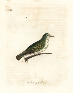 Svítící bronzová kukačka, Chrysococcyx lucidus (Svítící kukačka, Cuculus lucidus). Ručně kolorovaný mědirytin nakreslený a vyrytý Johnem Lathamem z jeho vlastní A General History of Birds, Winchester od John Latham