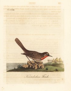 Sibiřský rubyhrot, Luscinia calliope (drozd kamschatkanský, Turdus calliope). Ručně kolorovaný mědirytin nakreslený a vyrytý Johnem Lathamem z jeho vlastní A General History of Birds, Winchester od John Latham