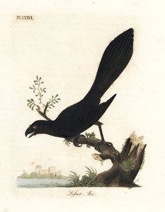 Ani hladkozobí nebo menší ani, Crotophaga ani. Ručně kolorovaný mědirytin nakreslený a vyrytý Johnem Lathamem z jeho vlastní A General History of Birds, Winchester od John Latham