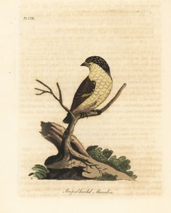 Pardalot pruhovaný, Pardalotus striatus (Manakin pruhovaný, Pipra striata). Ručně kolorovaný mědirytin nakreslený a vyrytý Johnem Lathamem z jeho vlastní A General History of Birds, Winchester od John Latham