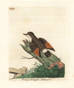 Pestrá sittella, Daphoenositta chrysoptera (brhlík oranžovokřídlý, Sitta chrysoptera). Ručně kolorovaný mědirytin nakreslený a vyrytý Johnem Lathamem z jeho vlastní A General History of Birds, Winchester od John Latham