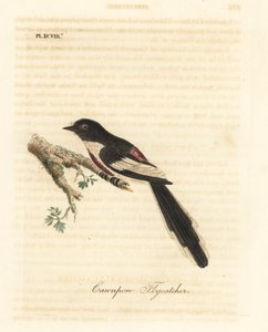 Minivet bělobřichý, Pericrocotus erythropygius (muchavka Cawnpore). Indie. Ručně kolorovaný mědirytin nakreslený a vyrytý Johnem Lathamem z jeho vlastní A General History of Birds, Winchester od John Latham
