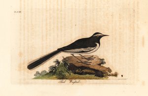 Konipas bílobrvý zlatý široký konipas, Motacilla maderaspatensis. (Konipas indický). Ručně kolorovaný mědirytin nakreslený a vyrytý Johnem Lathamem z jeho vlastní A General History of Birds, Winchester od John Latham