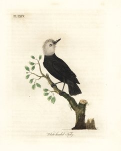 Bělohlavý bahenní tyran, Arundinicola leucocephala (Bílohlavý tody, Todus leucocephalus). Ručně kolorovaný mědirytin nakreslený a vyrytý Johnem Lathamem z jeho vlastní A General History of Birds, Winchester od John Latham
