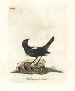 Tanager běloramenný, Tachyphonus luctuosus (žluva bělokřídlá, Oriolus leucopterus). Ručně kolorovaný mědirytin nakreslený a vyrytý Johnem Lathamem z jeho vlastní A General History of Birds, Winchester od John Latham