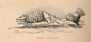 Vzájemná vazba, 1852 od John Leech