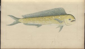 Lindsay Drawings Vol. VII od John Lindsay