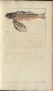 Lindsay Drawings Vol. VII od John Lindsay