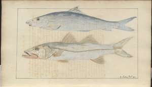 Lindsay Drawings Vol. VII od John Lindsay
