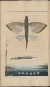 Lindsay Drawings Vol. VII od John Lindsay