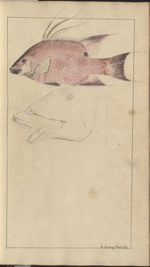 Lindsay Drawings Vol. VII od John Lindsay