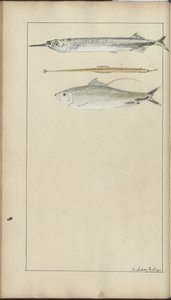 Lindsay Drawings Vol. VII od John Lindsay