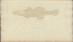 Lindsay Drawings Vol. VII, 22 od John Lindsay