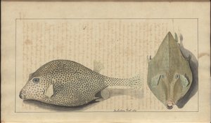 Lindsay Drawings Vol. VII, 26 od John Lindsay