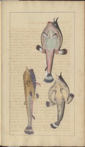 Lindsay Drawings Vol. VII, 27 od John Lindsay