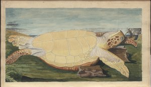 Lindsay Drawings Vol. VII, 31 od John Lindsay