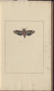Lindsay Drawings Vol. MY od John Lindsay