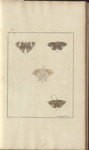 Lindsay Drawings Vol. VI, 42 od John Lindsay
