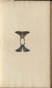 Lindsay Drawings Vol. VI, 48 od John Lindsay