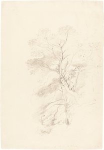 Bukové dřevo od John Linnell