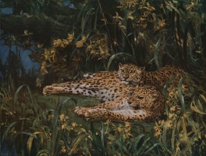 Indičtí leopardi, konec 19.-začátek 20. století, c1930.