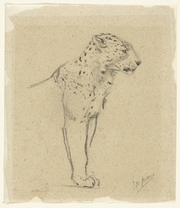 Studie stojícího leoparda od John Macallan Swan