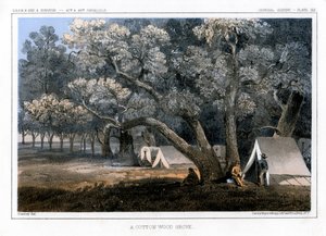A Cotton Wood Grove, 1856 od John Mix Stanley