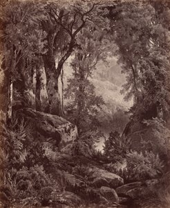Samota,1865 (foto) od John Moran