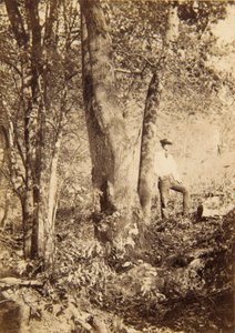 Tacony Creek, Magnolia Poplar od John Moran