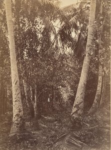 Tropická scenérie, Les poblíž Turbo, 1871.