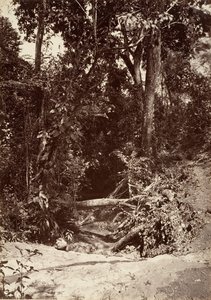 Tropická scenérie, The Brook El Bano, Chipigana, 1871.
