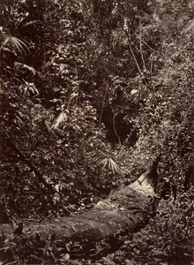 Tropická scenérie, Tropický prales, 1871.