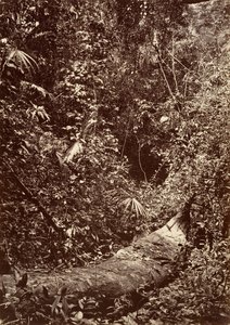 Tropická scenérie, Tropický prales, 1871.
