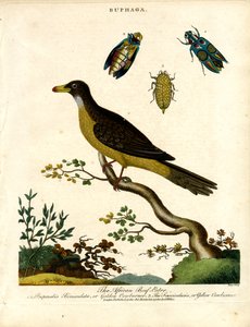 Africký kovařík (Buphaga) a klenotníci (Jewel Beetles)