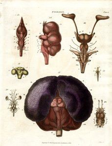 Anatomické ilustrace mozku a nervové soustavy (tabule 6) od John Pass