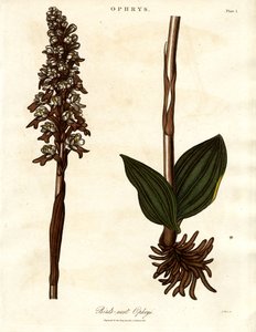 Ophrys ptačí hnízdo od John Pass