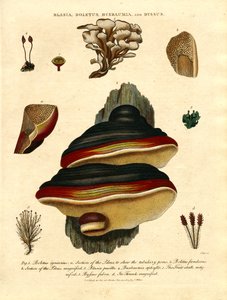 Blasia;Boletus;Buxbaumia;a Byssus od John Pass