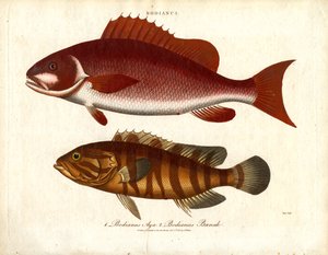 Bodianus - Dva druhy mořských okounů od John Pass