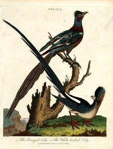 Colius Species (Myšovití ptáci) od John Pass
