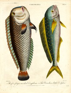 Coryphaena Druh: Coryphaena pětiprstá a delfín malý od John Pass