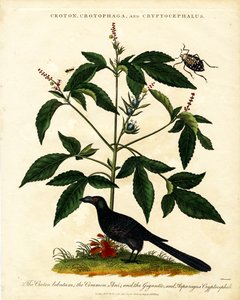Croton;Crotophaga;a Cryptocephalus od John Pass