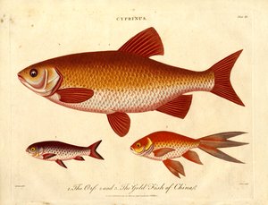 Cyprinus: a zlaté ryby Číny