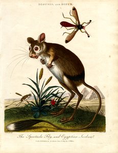 Diopsis a Dipus (moucha stopkatá a Jerboa egyptská)